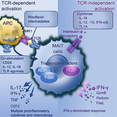 MAIT Cell Activation and Functions